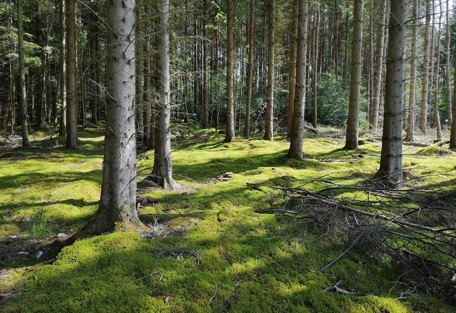 Forstwirtschaftlich genutzter Buchen- und Mischwald