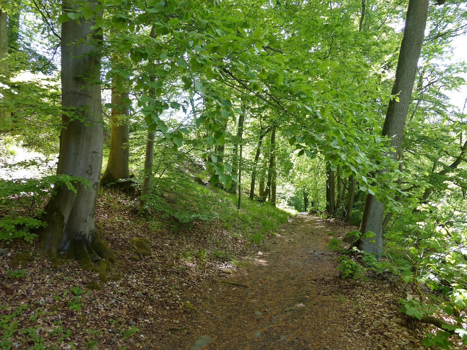 Buchenreicher Laubwald mit sichtbarem Waldweg
